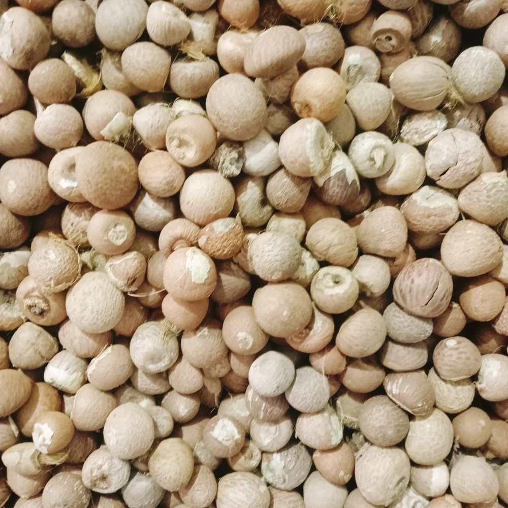A2 Grade Whole Betelnuts